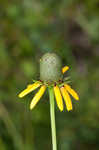 Clasping coneflower